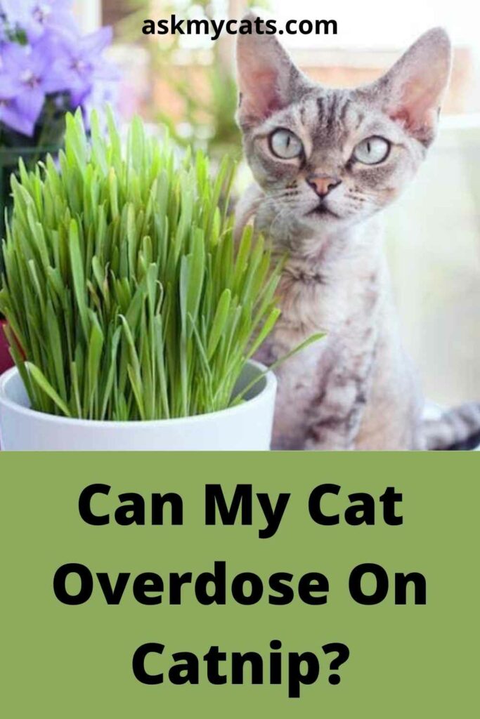 can cats overdose on fresh catnip