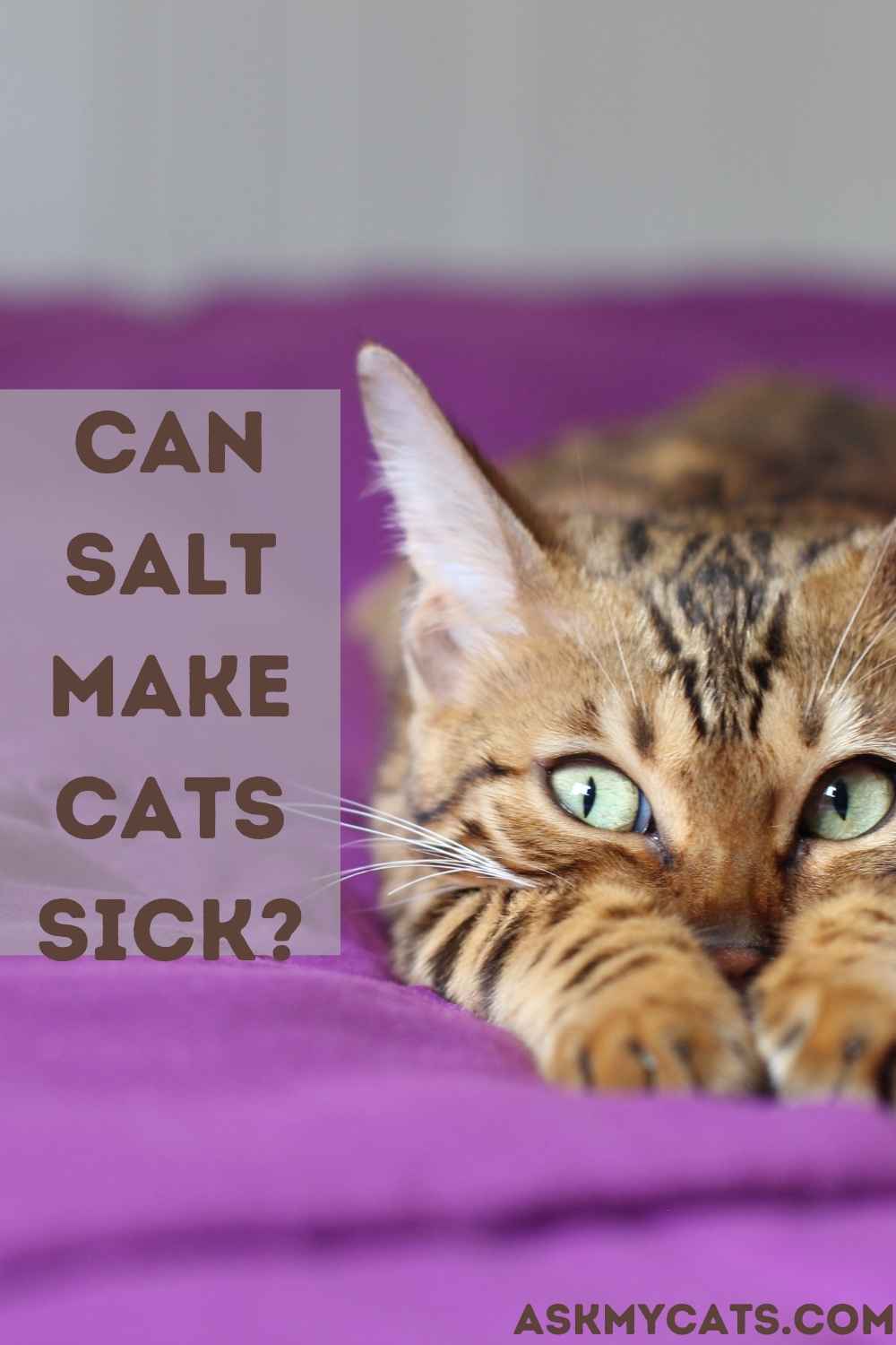 Can Cats Eat Salt? How Much Salt Is Safe For Cat?
