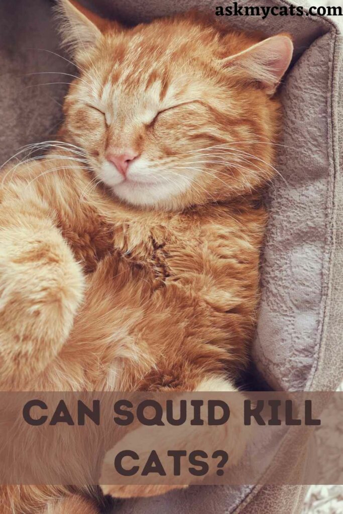 Can Squid Kill Cats?