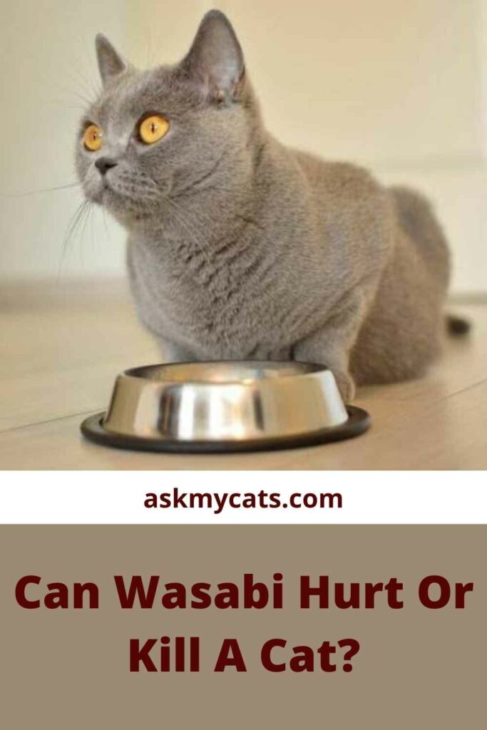 Can Wasabi Hurt Or Kill A Cat?