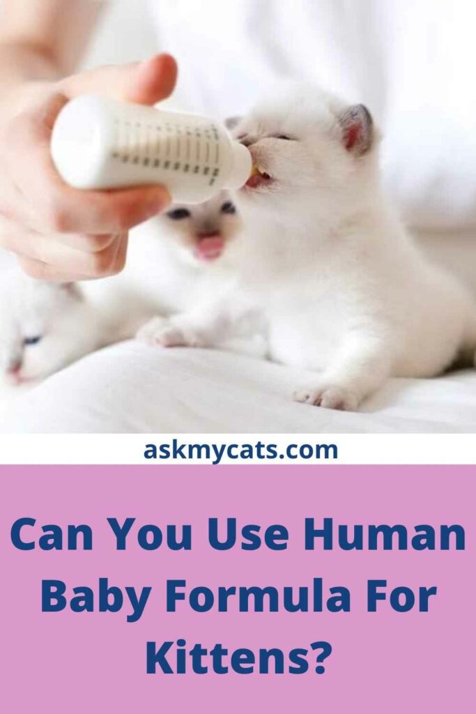 Can you feed a outlet newborn kitten baby formula