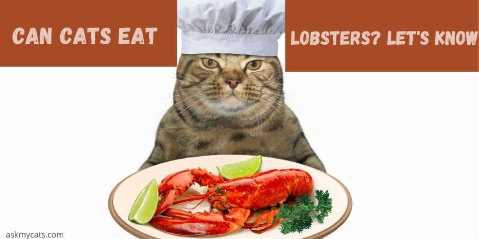 can cats eat lobsters? lets know