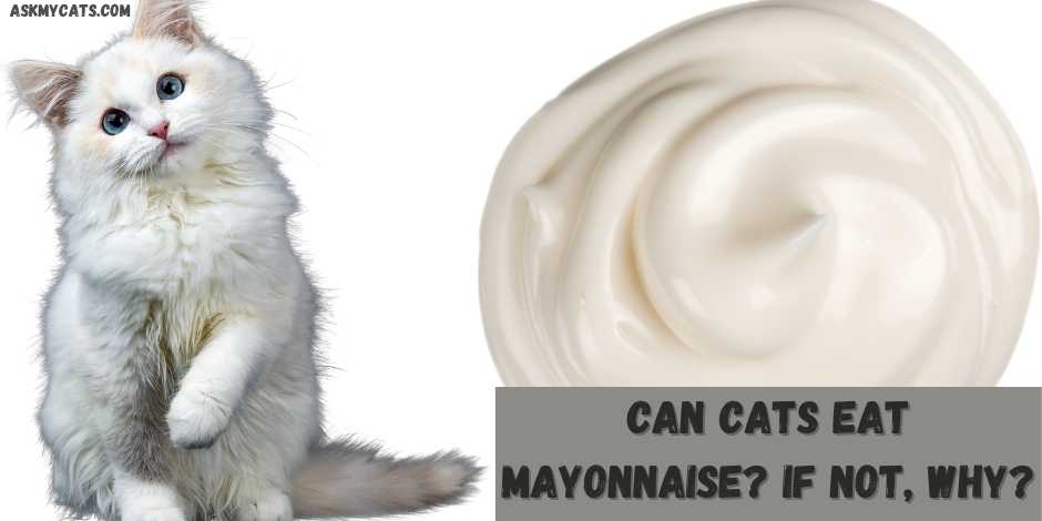 can cats eat mayonnaise? if not, why?