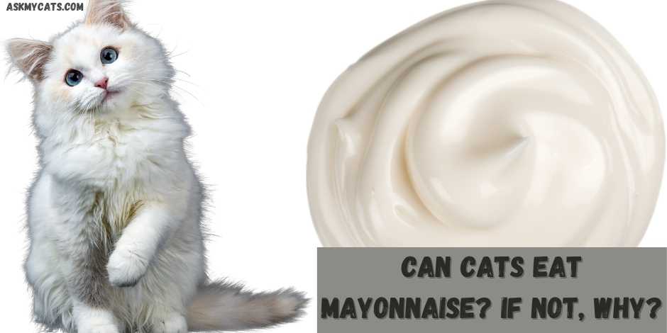 Is mayonnaise 2025 bad for cats