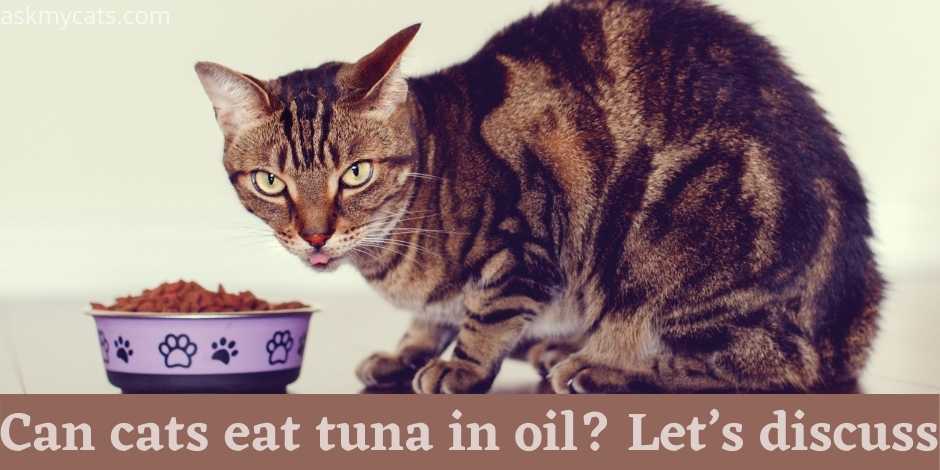 Is it okay to feed a cat clearance tuna