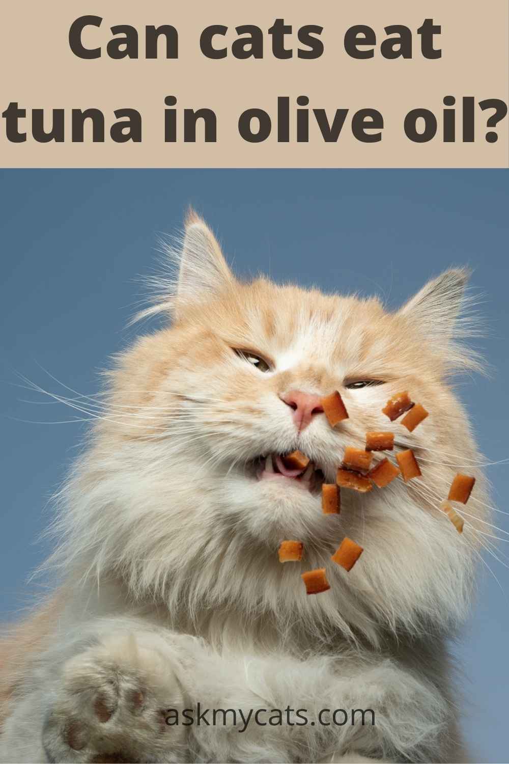 Can Cat's Eat Tuna In Oil? Let’s Discuss