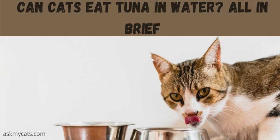 Can cats eat canned tuna hot sale in water