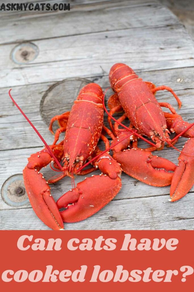 can cats have cooked lobster?