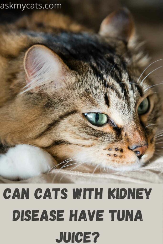 Can cats with outlet kidney disease eat tuna