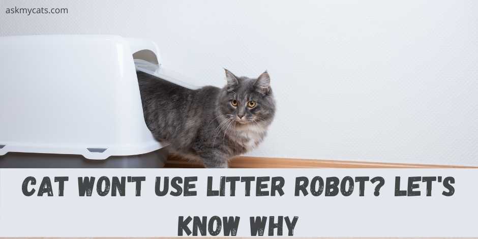 my cat won t use the litter robot