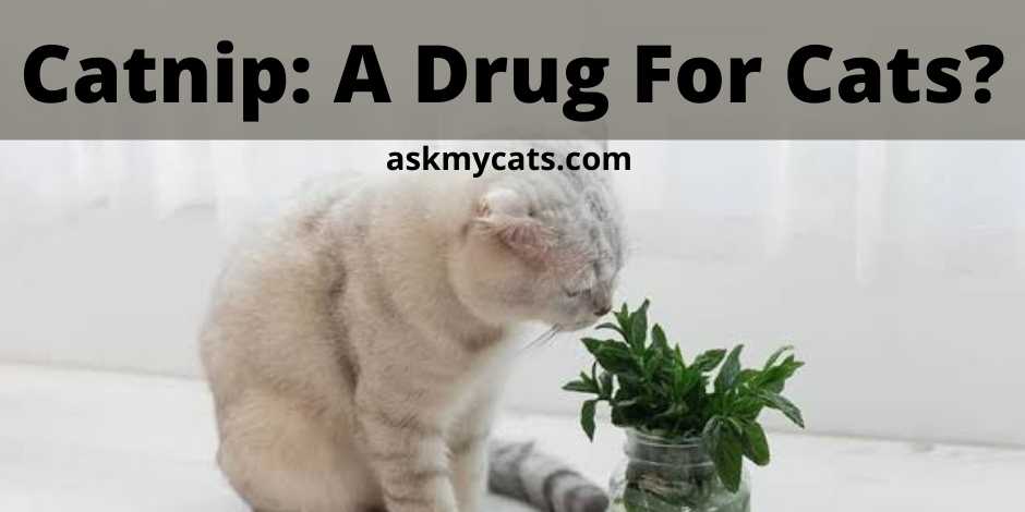 Catnip: A Drug For Cats?