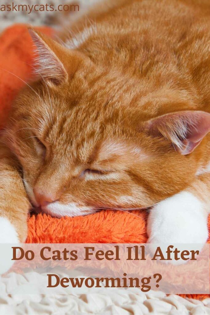 how long after deworming will my cat feel better