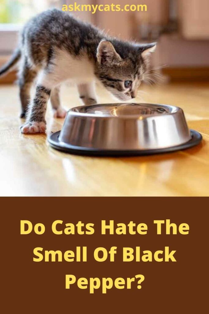 Do Cats Hate The Smell Of Black Pepper? 