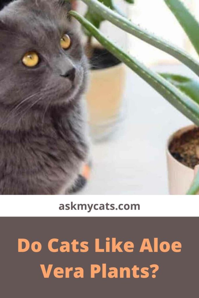 Do Cats Like Aloe Vera Plants?