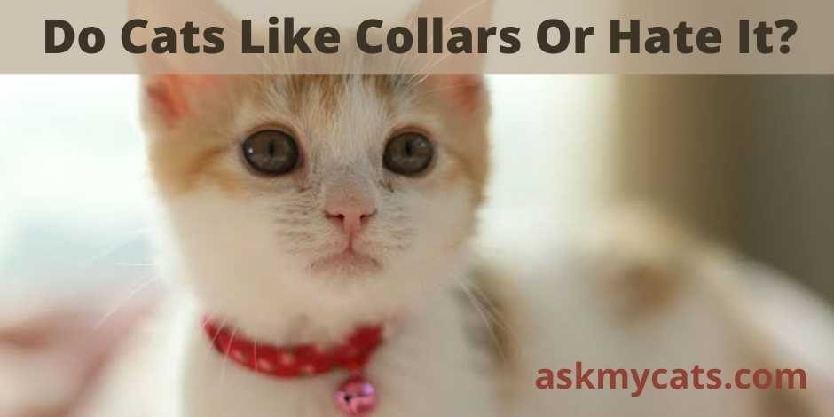 Do cats hotsell hate collars