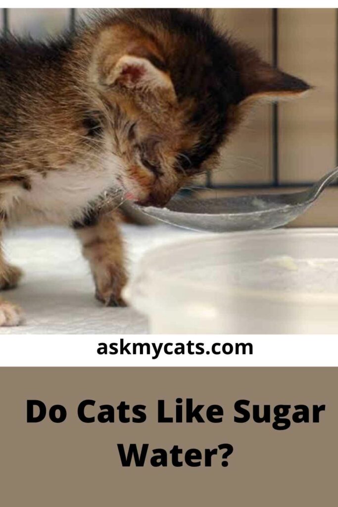 Do Cats Like Sugar Water?