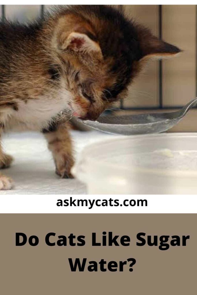 Do cats shop eat sugar