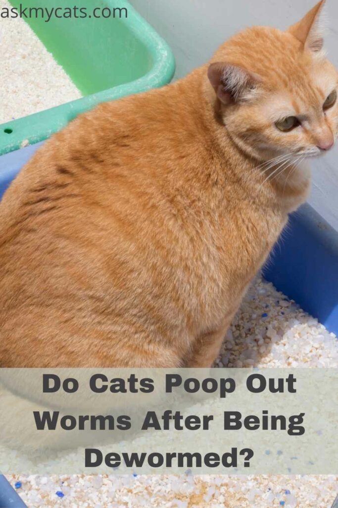 Do Cats Poop Out Worms After Being Dewormed?