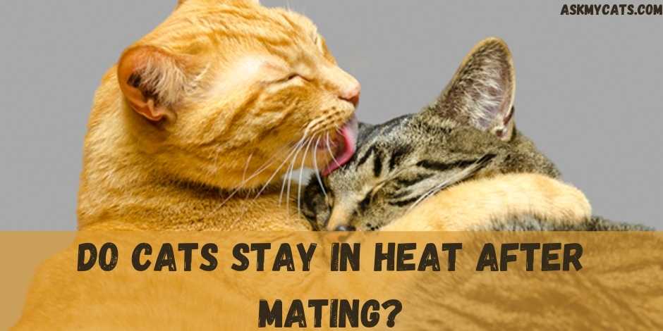 Do Cats Stay In Heat After Mating?