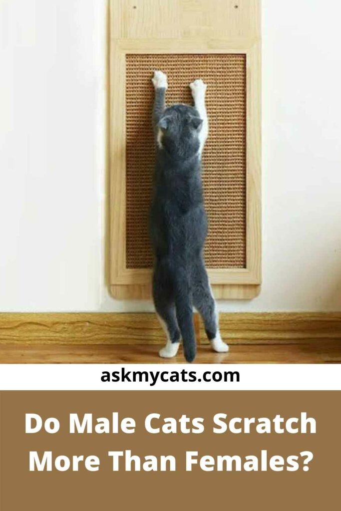 Do Male Cats Scratch More Than Females?