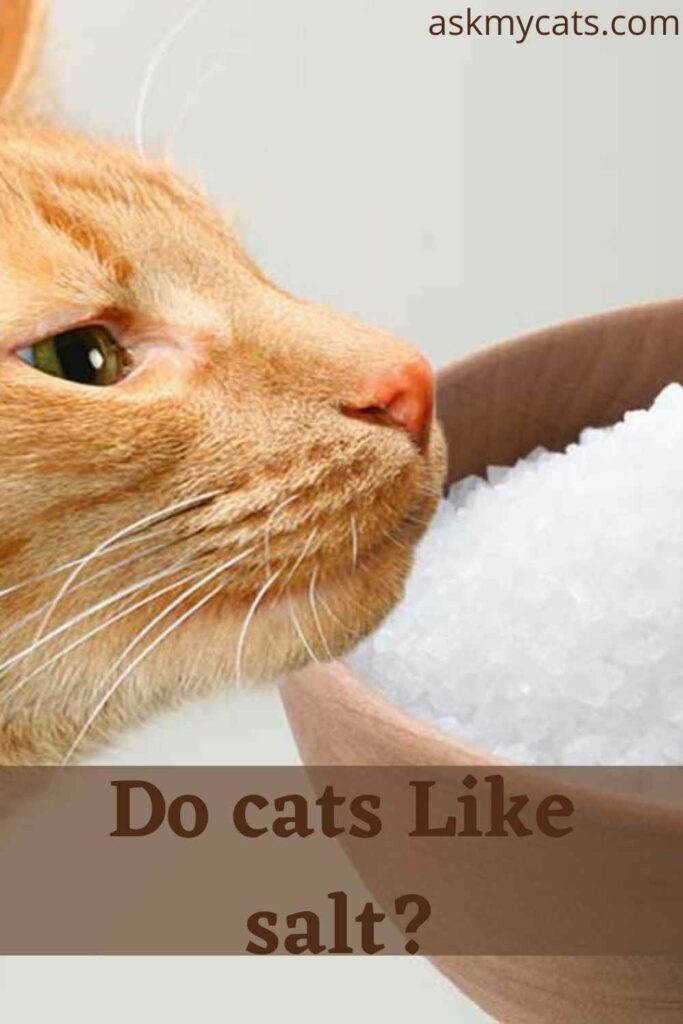 Do cats Like salt?