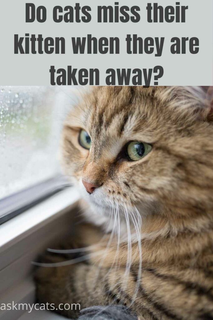 Do Cats Miss Their Kitten When They Are Taken Away?
