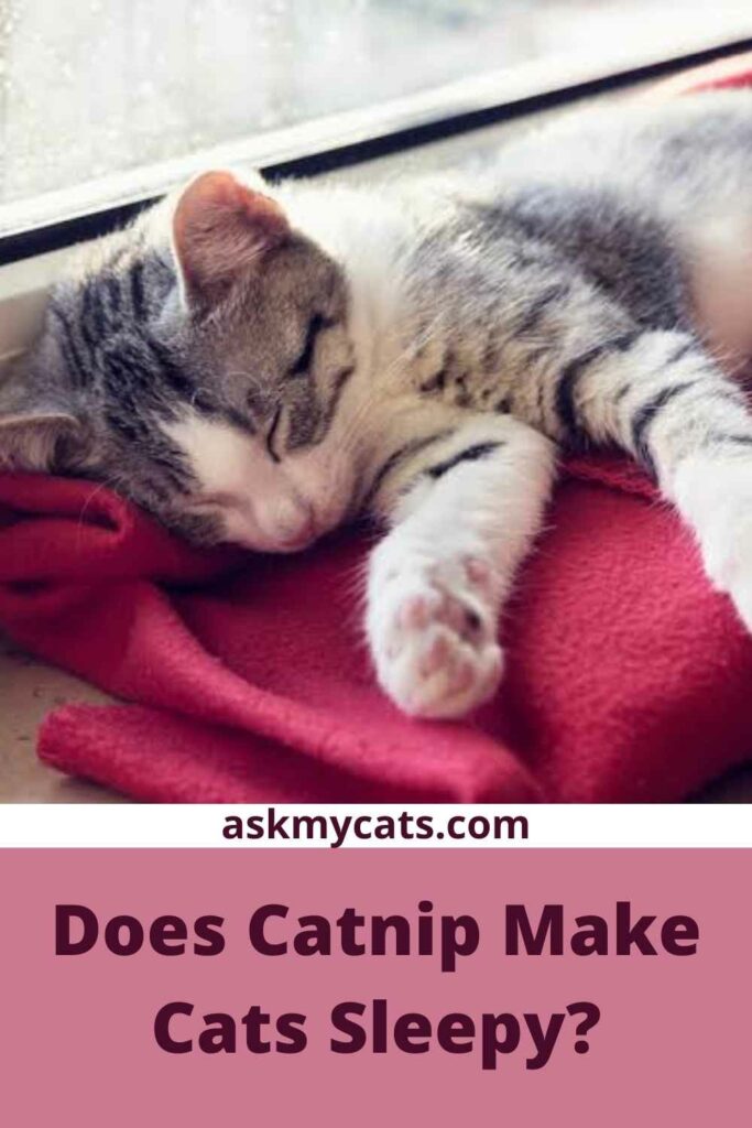Does Catnip Make Cats Sleepy?