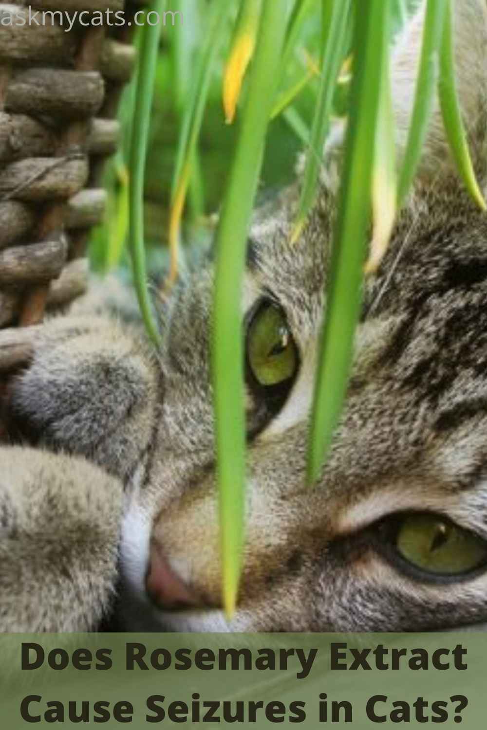 Can Cats Eat Rosemary? Does Rosemary Make Cats High?