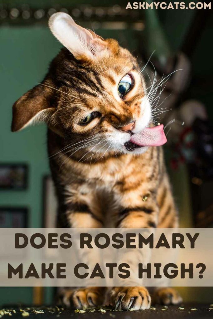 Does Rosemary Make Cats High?