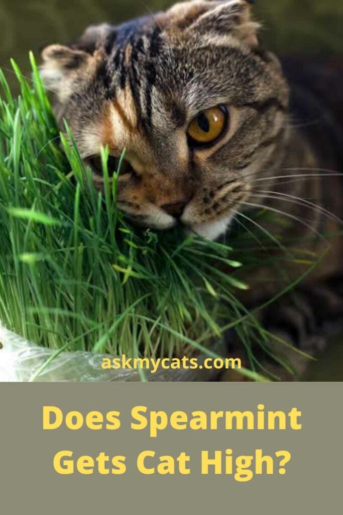 Does Spearmint Gets Cat High?