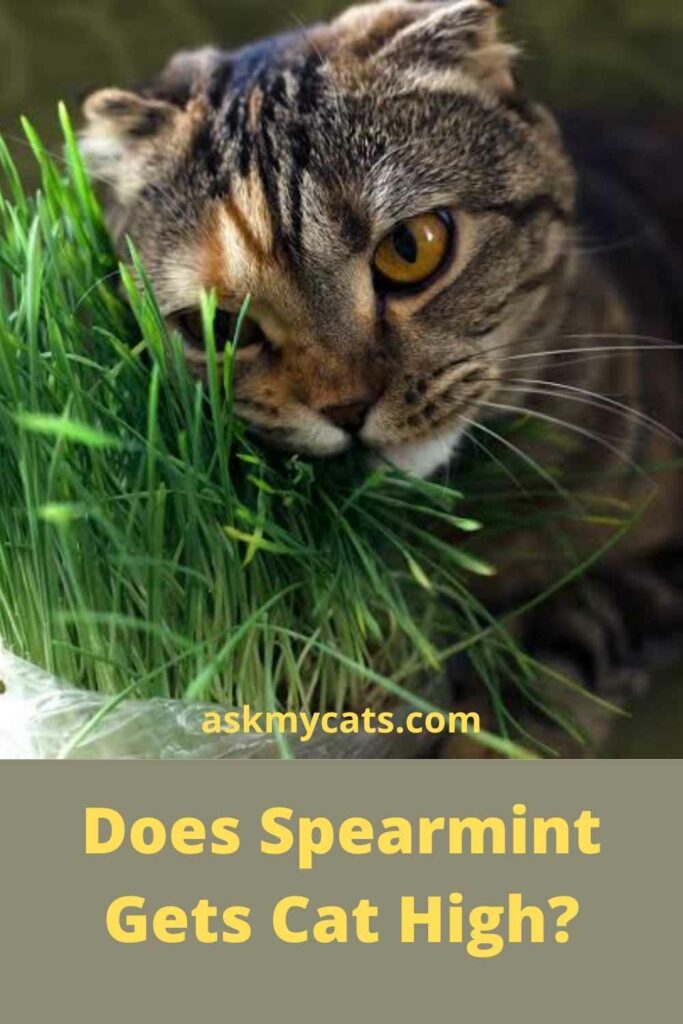 can-cats-eat-spearmint-is-spearmint-safe-for-cats