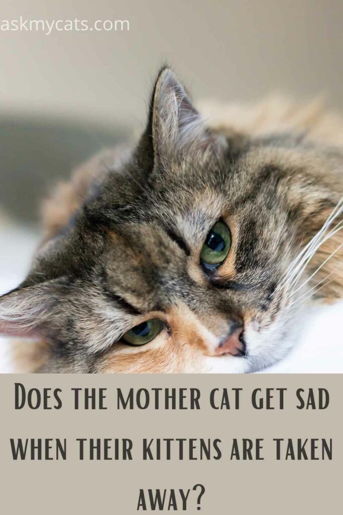 Do Mother Cats Get Sad When Their Kittens Leave 