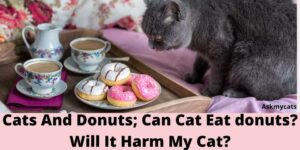 Can Cat Eat Donuts? Are Donuts Bad For Cats?