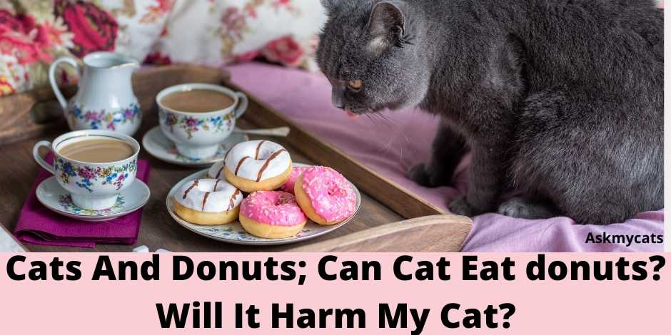 Cats And Donuts; Can Cat Eat donuts? Will It Harm My Cat?