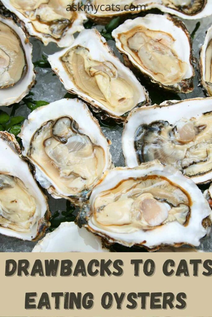 drawbacks to cats eating oysters