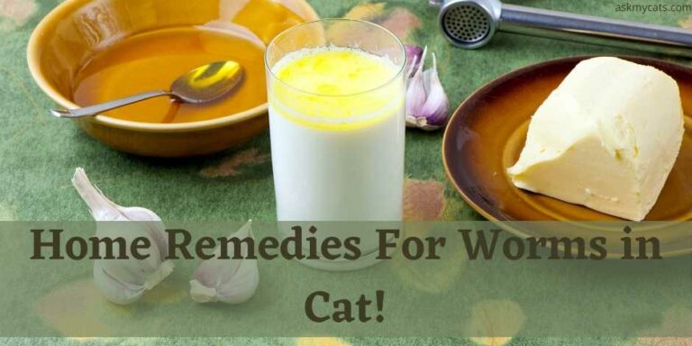 Home Remedies For Worms In Cat! Natural Dewormer For Cats