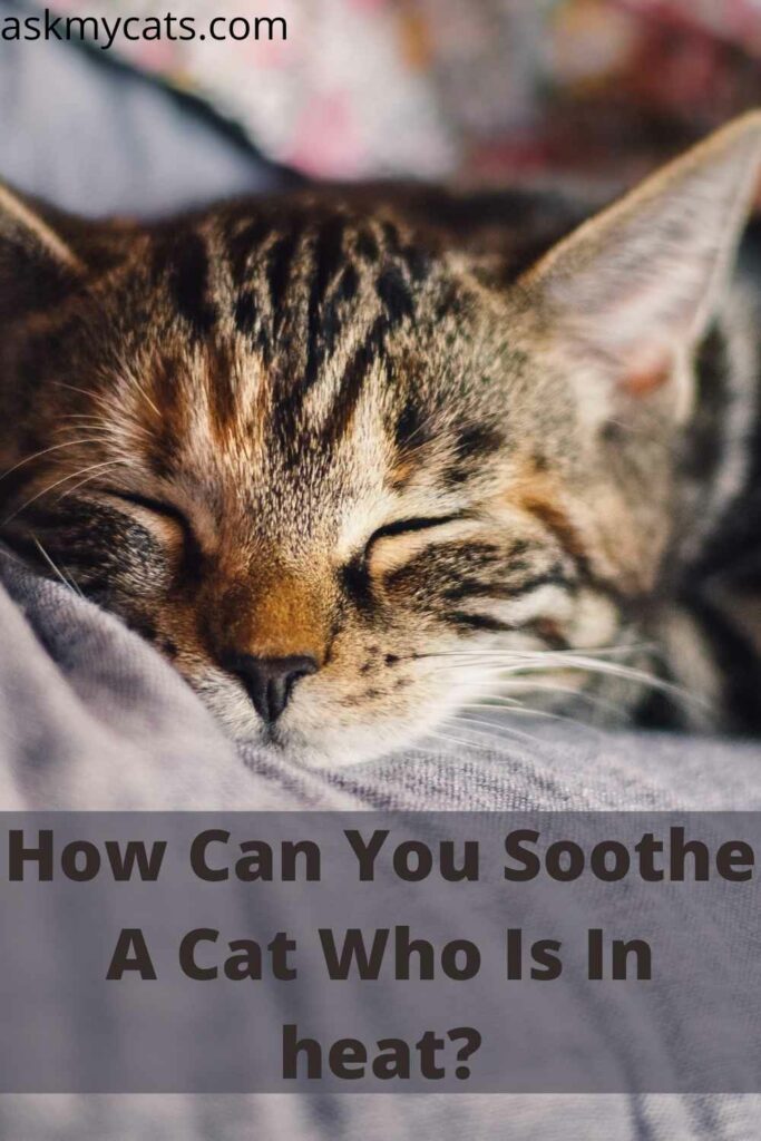 How Can You Soothe A Cat Who Is In heat?