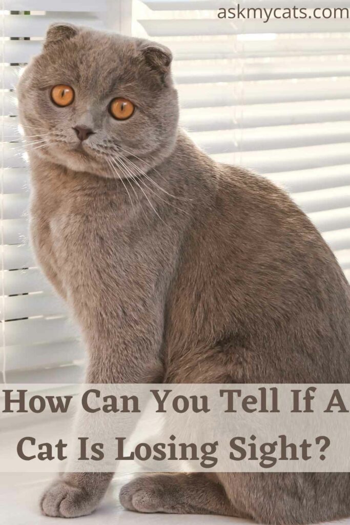 How Can You Tell If A Cat Is Losing Sight?