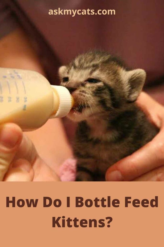 How Do I Bottle Feed Kittens?   