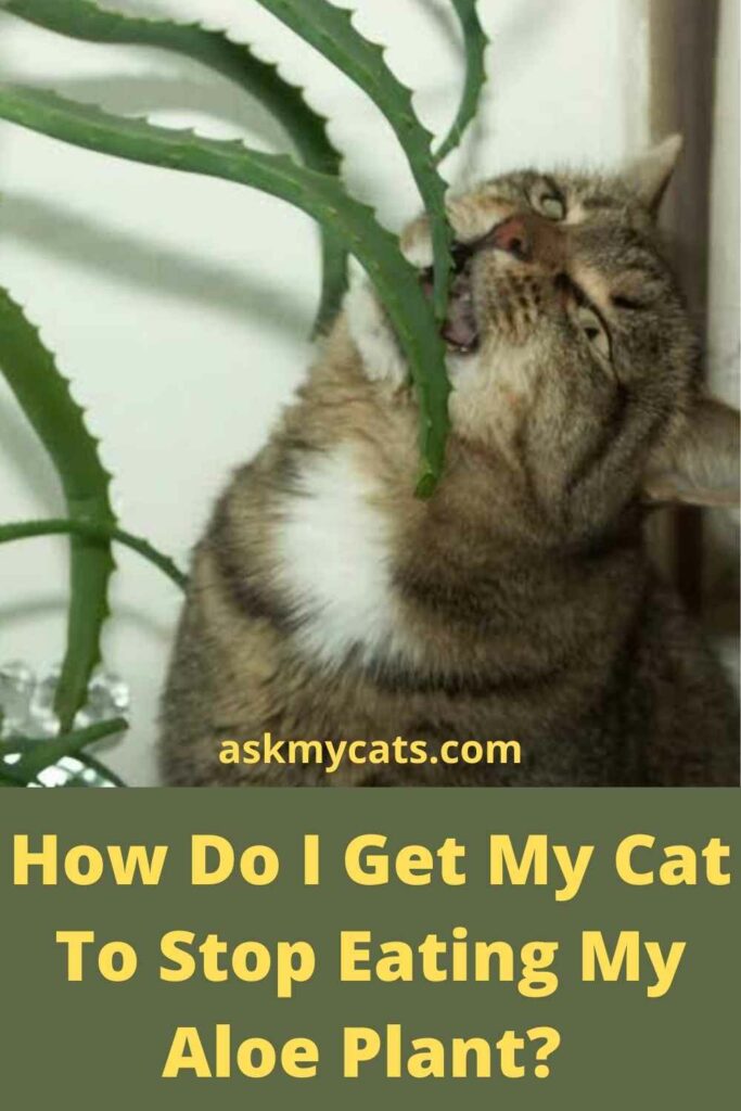 How Do I Get My Cat To Stop Eating My Aloe Plant? 