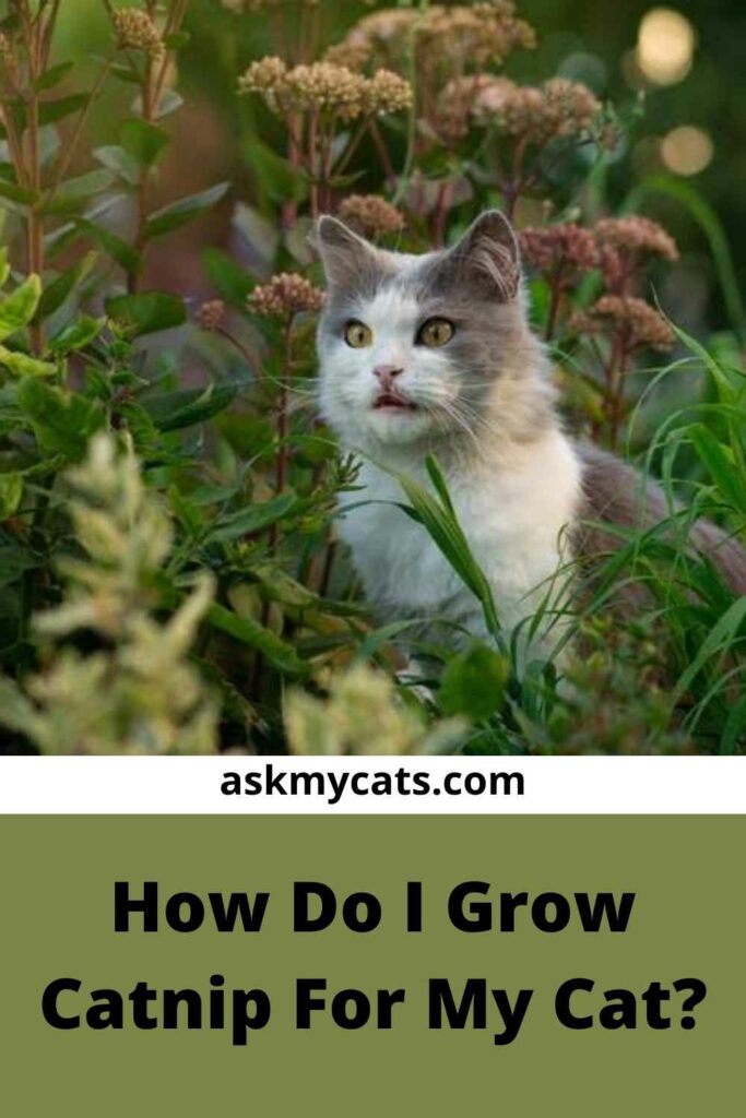 How Do I Grow Catnip For My Cat?