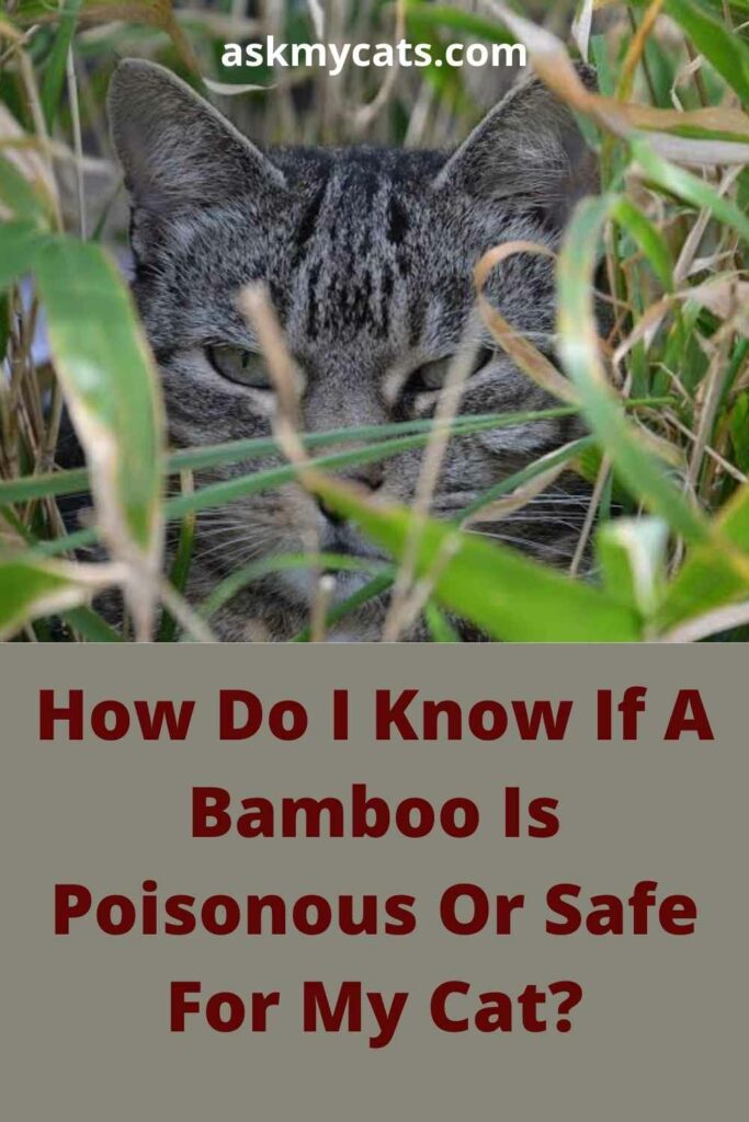 How Do I Know If A Bamboo Is Poisonous Or Safe For My Cat?