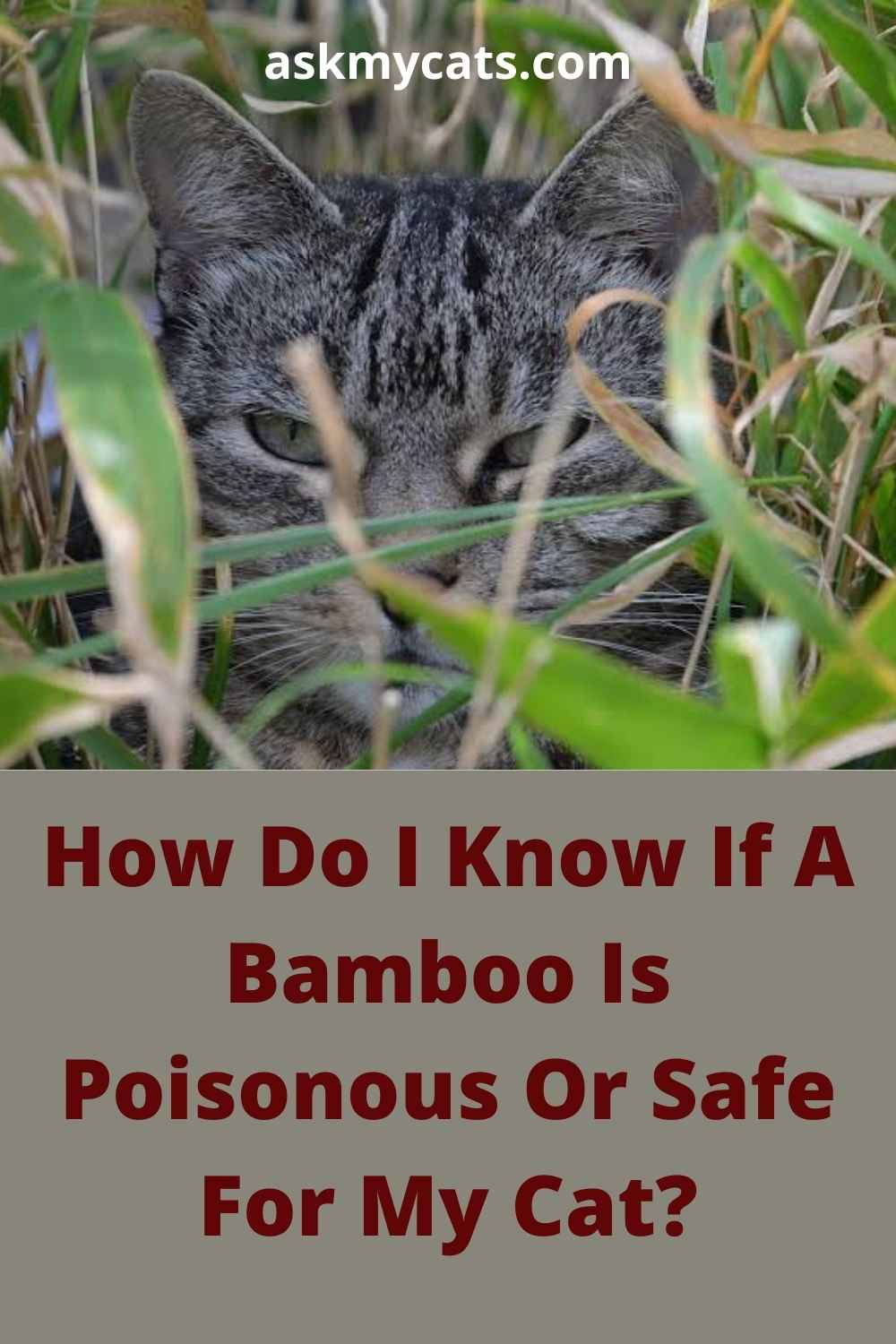 Can Cats Eat Bamboo? Is Bamboo Toxic To Cats Or Safe?