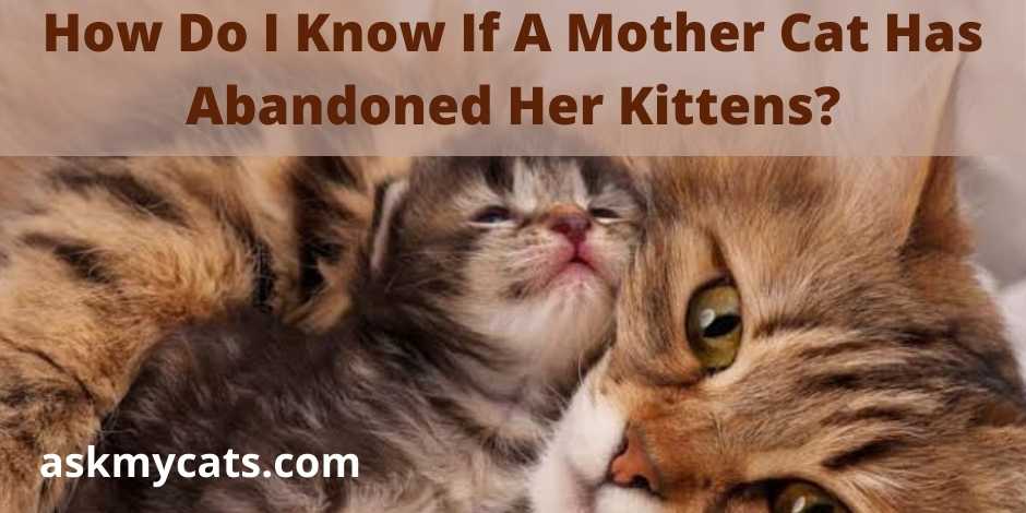 How Do I Know If A Mother Cat Has Abandoned Her Kittens