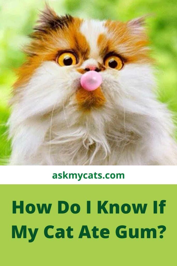 How Do I Know If My Cat Ate Gum?