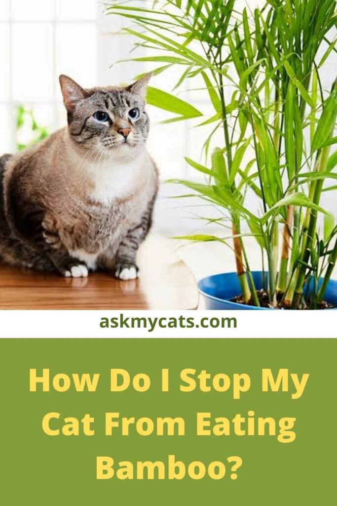 are bamboo plants poisonous to cats and dogs