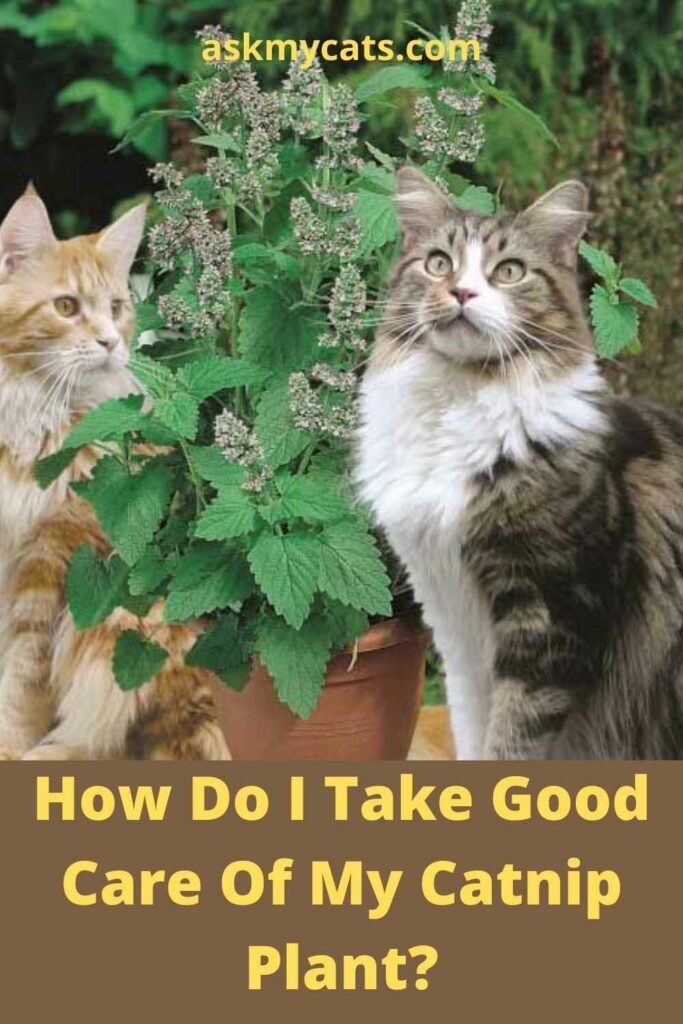 How Do I Take Good Care Of My Catnip Plant?