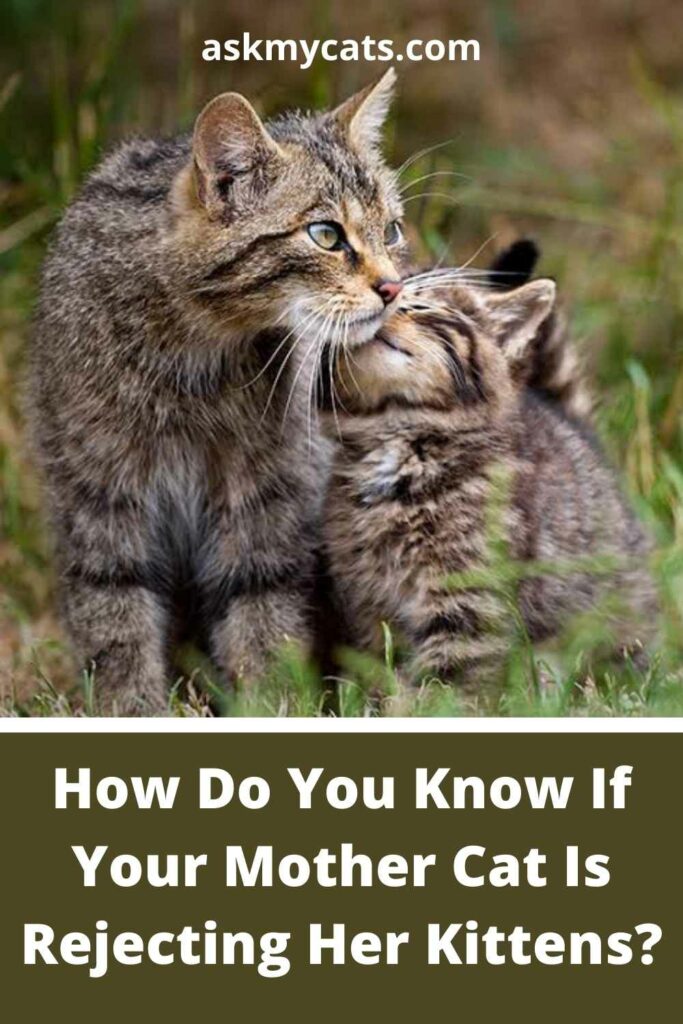 How Do You Know If Your Mother Cat Is Rejecting Her Kittens?