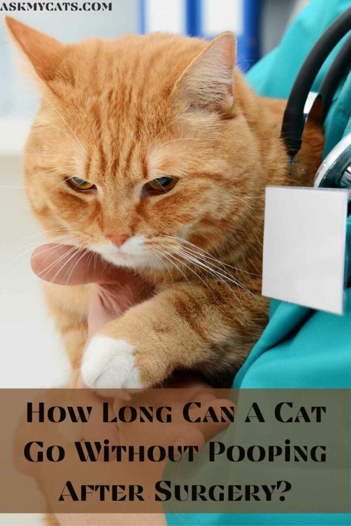How Long Can A Cat Go Without Pooping After Surgery?