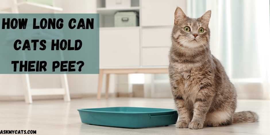 How Long Can Cats Hold Their Pee?